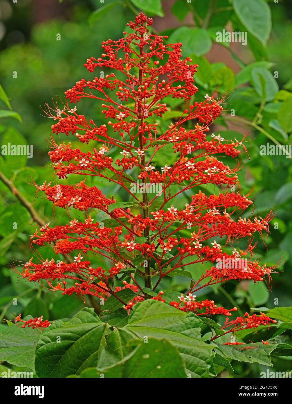 CLERODENDRUM PANICULATUM ODER PAGODENBLUME, BEKANNT ALS KRISHNAKIREEDOM IN KERALA. Stockfoto