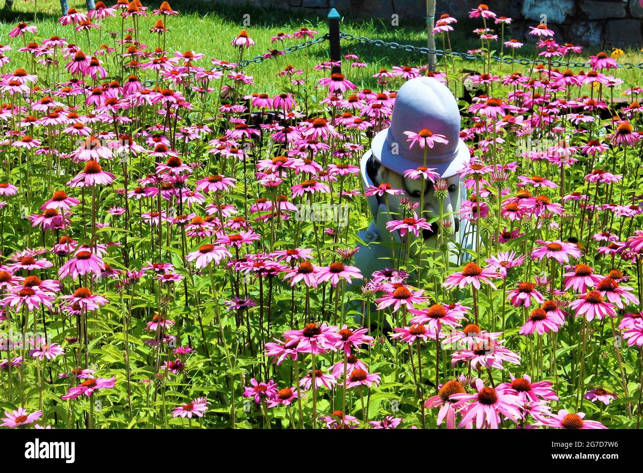 Der Pink Panther Stockfoto