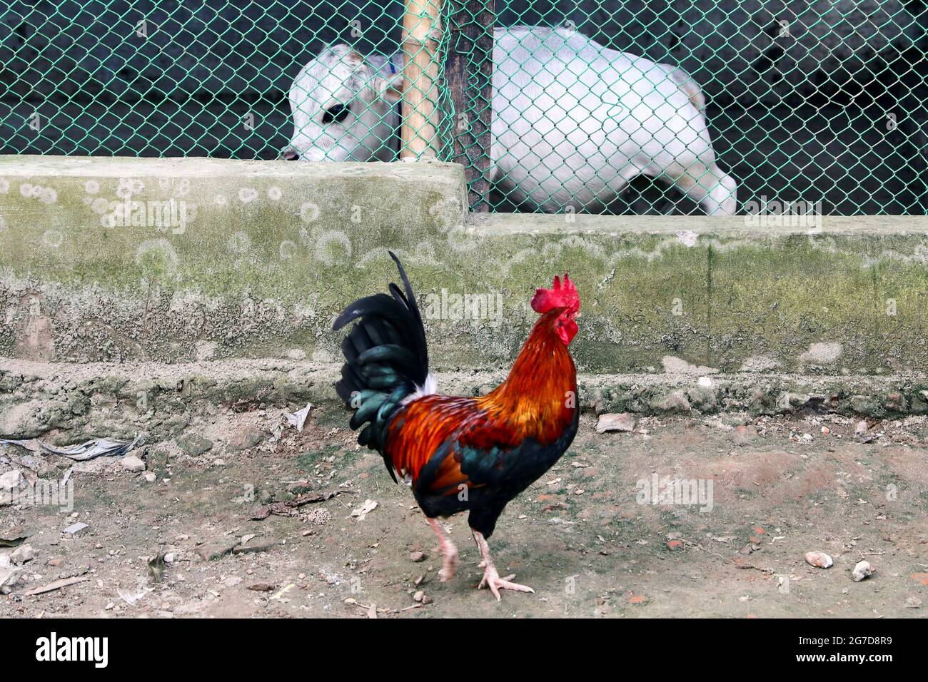 Rani zwergkuh -Fotos und -Bildmaterial in hoher Auflösung – Alamy