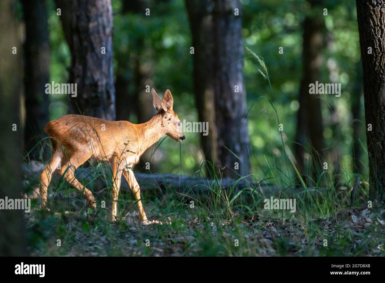 Rehe im Wald Stockfoto