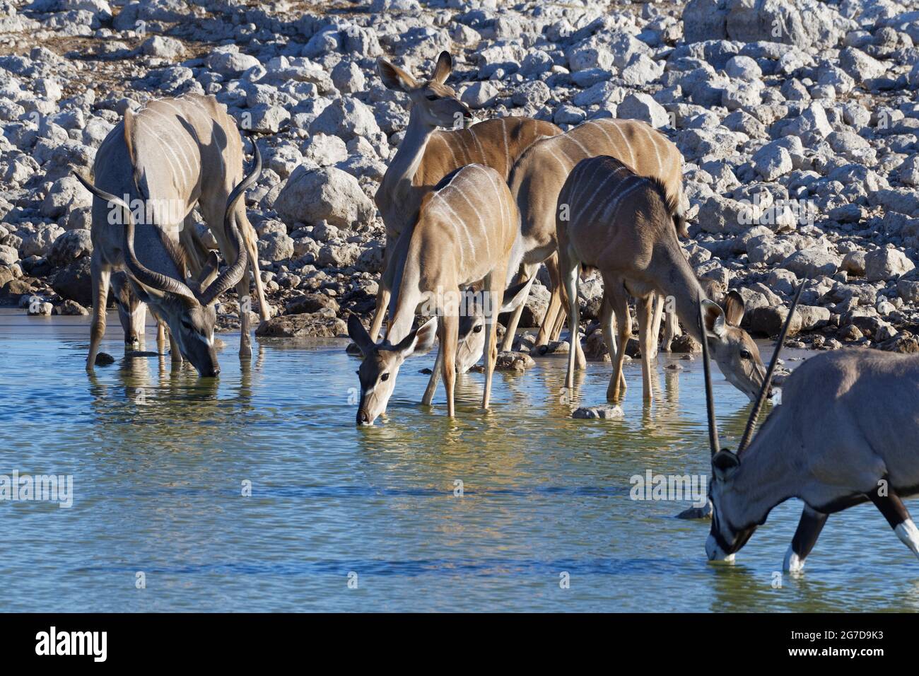 Großer Kudus (Tragelaphus strepsiceros), erwachsenes Männchen mit Weibchen und Jungtieren, Gemsbok (Oryx gazella) trinkt vor, Etosha NP, Namibia Stockfoto