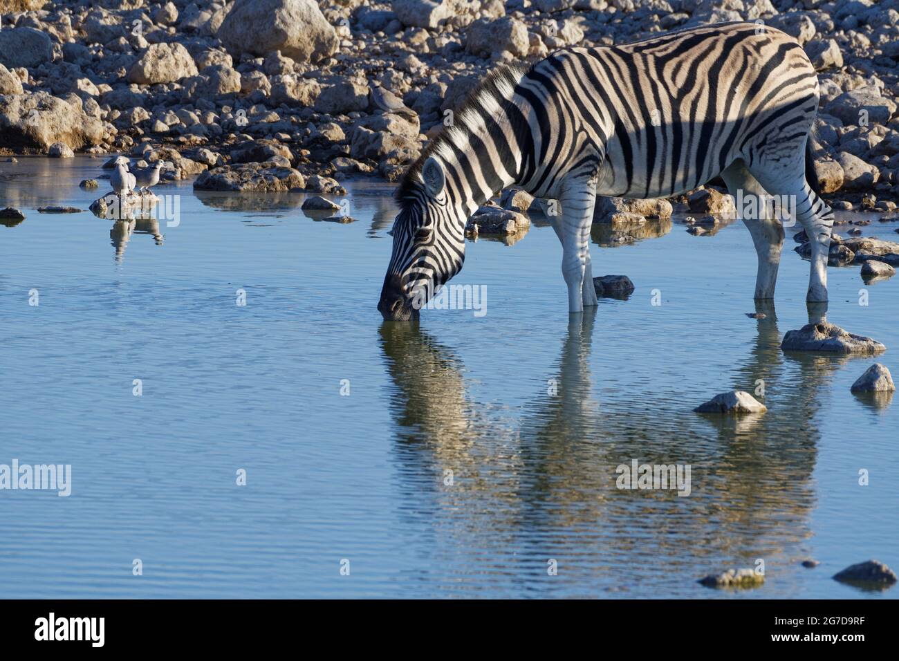 Burchell-Zebra (Equus quagga burchellii), erwachsen, trinkt mit drei ringhalsigen Tauben (Streptopelia capicola) auf einem Stein, Etosha NP, Namibia, Afrika Stockfoto