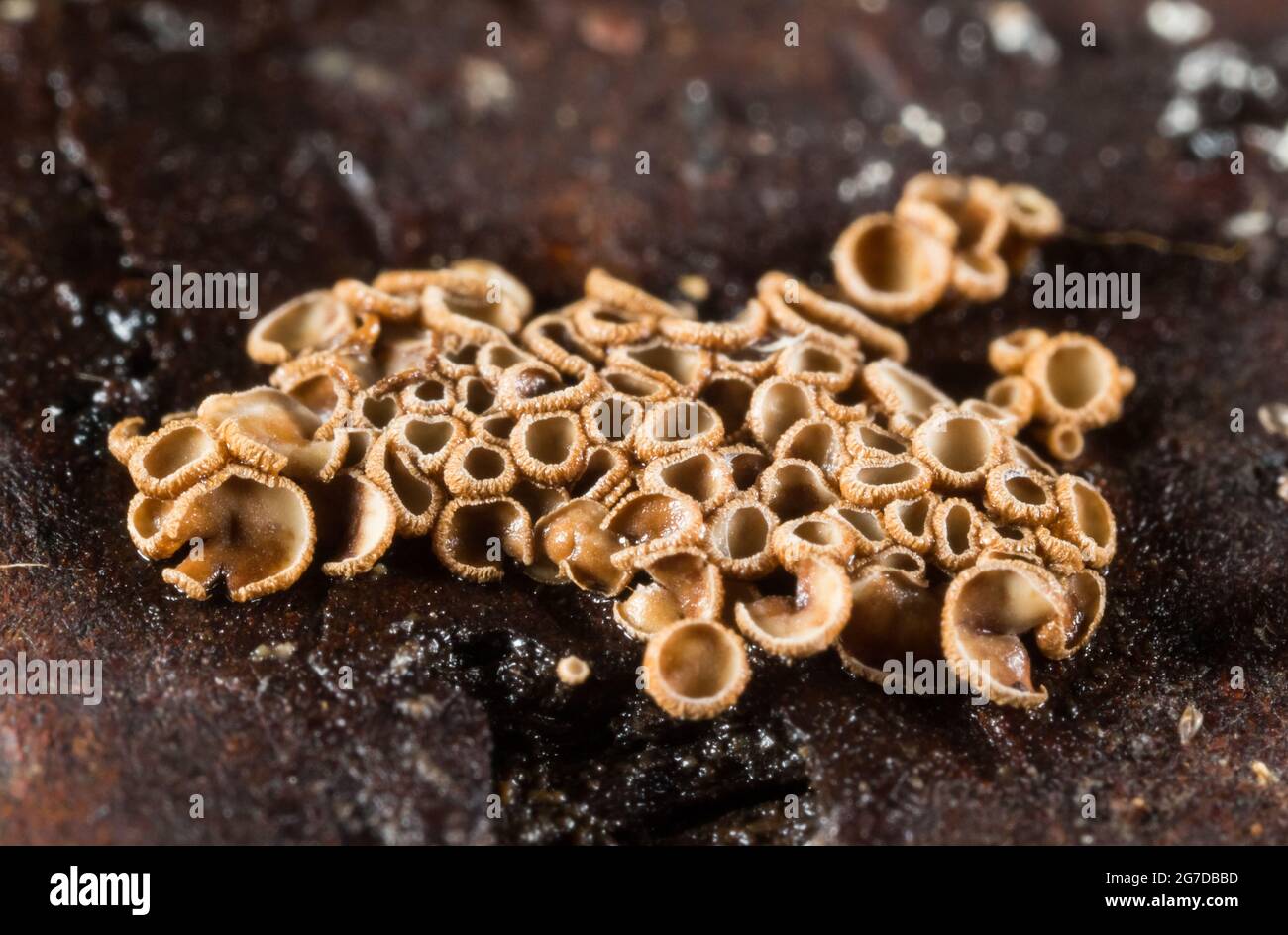 Minuty Basidiomycete Fungi (Merismodes anomala) Stockfoto