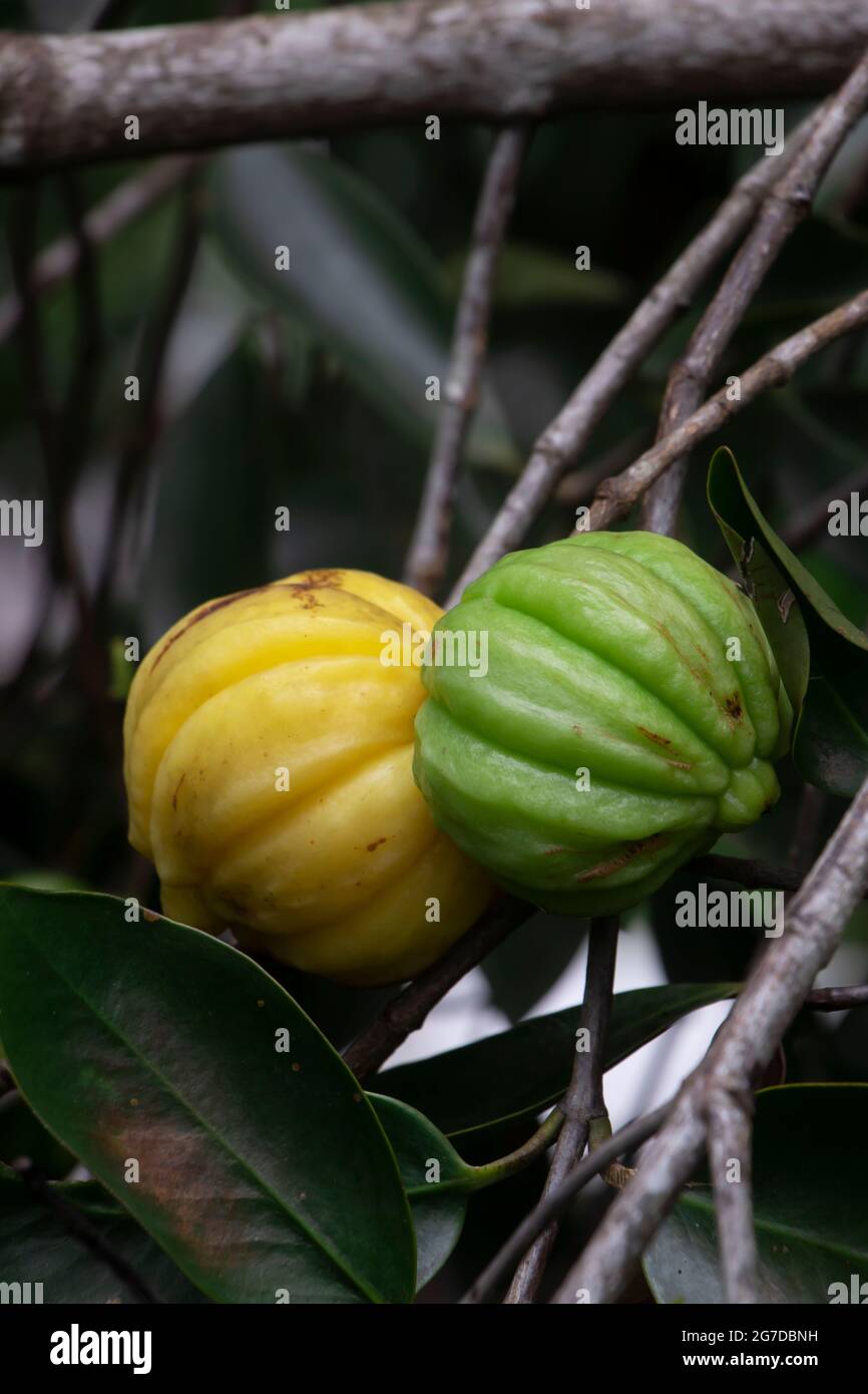 Garcinia Gummi - gutta ist eine tropische Arten von Garcinia native zu Indonesien. Gemeinsamen Namen gehören Garcinia cambogia (ein ehemaliger wissenschaftlicher Name), sowie Stockfoto