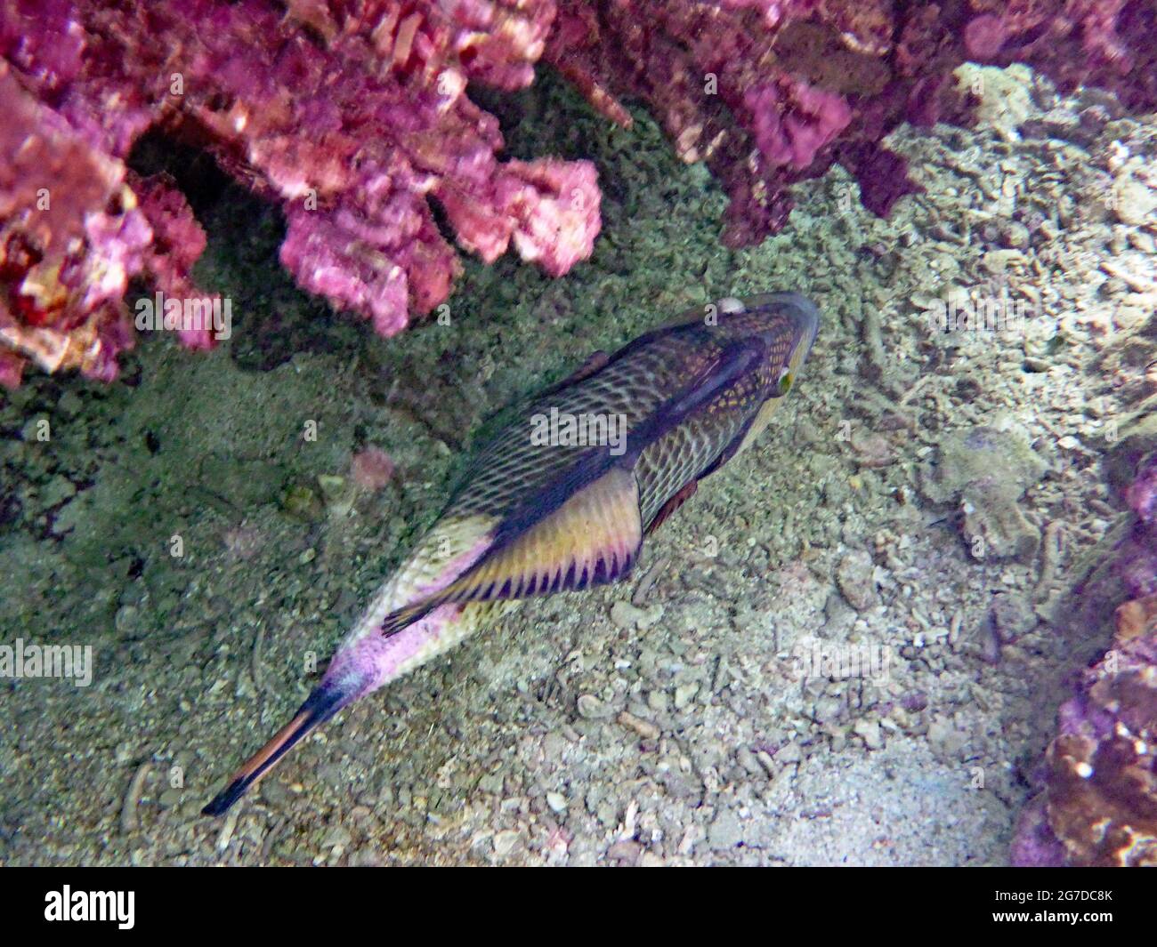 Balistoides viridescens, Koh Tao Tailandia Stockfoto