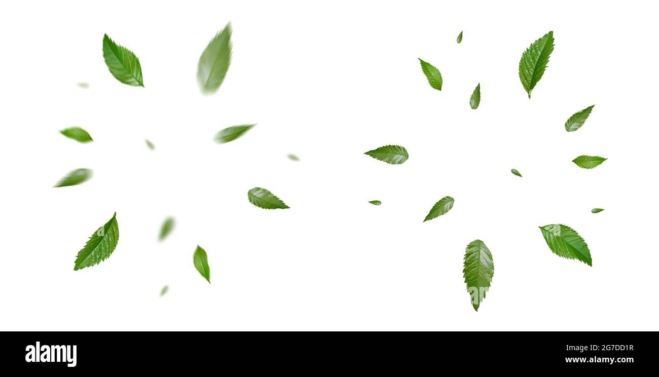 Grün Schwimmende Blätter Fliegende Blätter Grün Blatt Tanzen, Luftreiniger Atmosphäre Einfaches Hauptbild Stockfoto