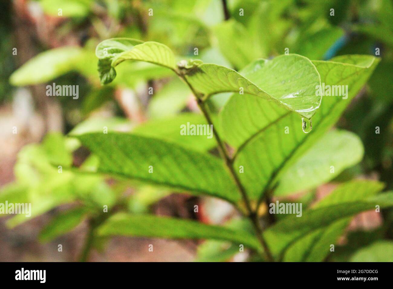 Guava-Baumpflanze mit Wassertropfen, Stockfoto