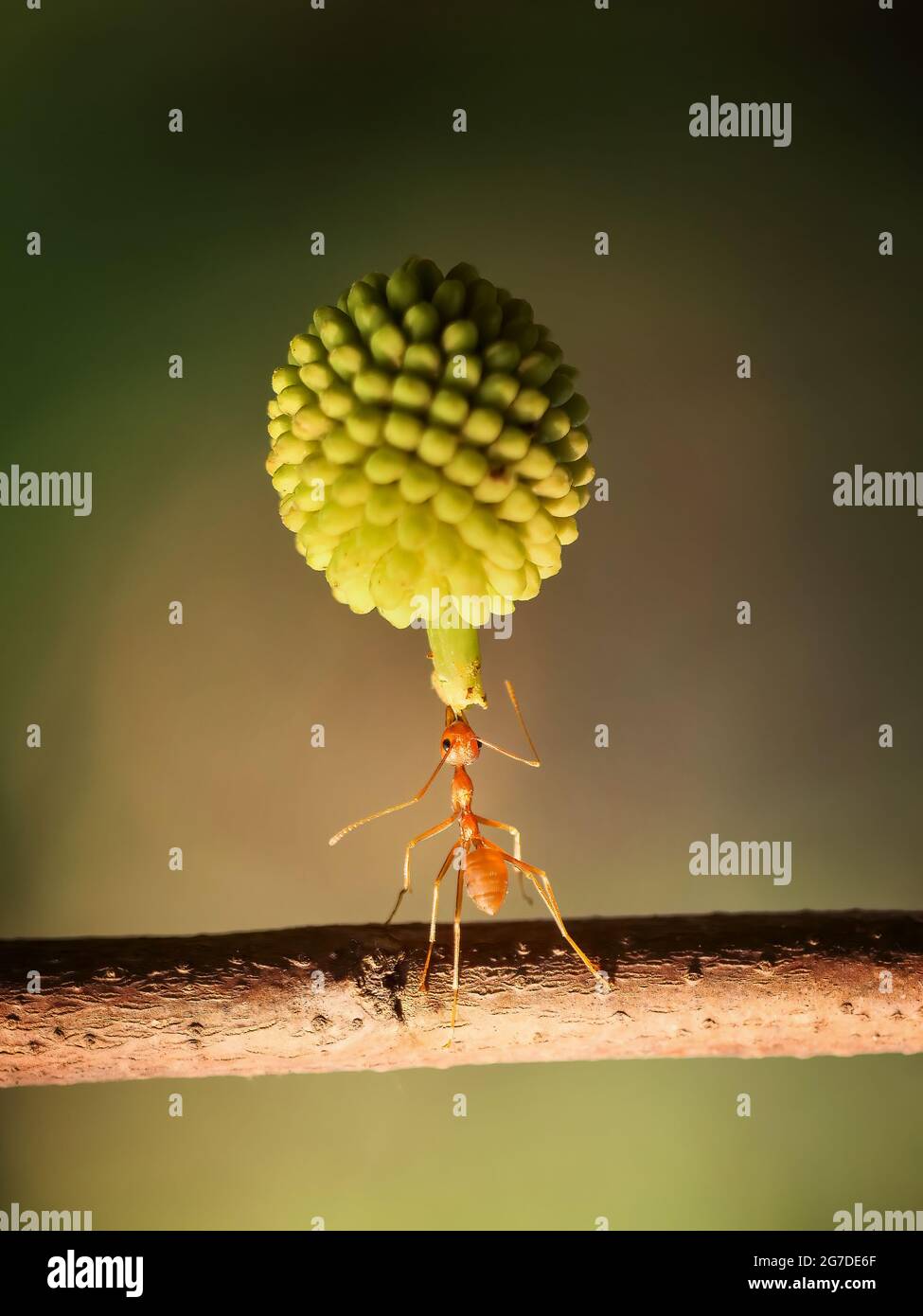 Diese Ameisen fanden Kirschen auf dem Boden und hatten sie als leckeren Snack. BEKSAI, INDONESIEN: DIESE Superameisen wurden drei MAL gefangen genommen, als sie Früchte schleppen Stockfoto