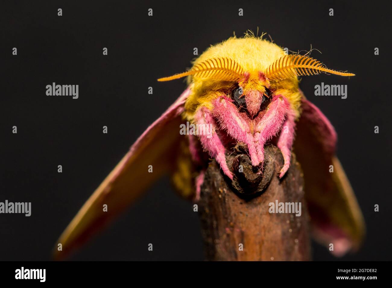 Rosig Ahorn Motte (Dryocampa Rubicunda) Stockfoto