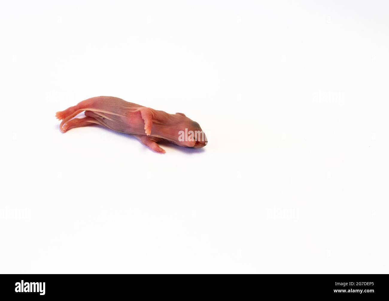 Neugeborene Ratte, rosafarbener Körper, noch keine Haare und Augen noch nicht offen. Tot auf weißem Hintergrund liegend. Speicherplatz kopieren. Stockfoto