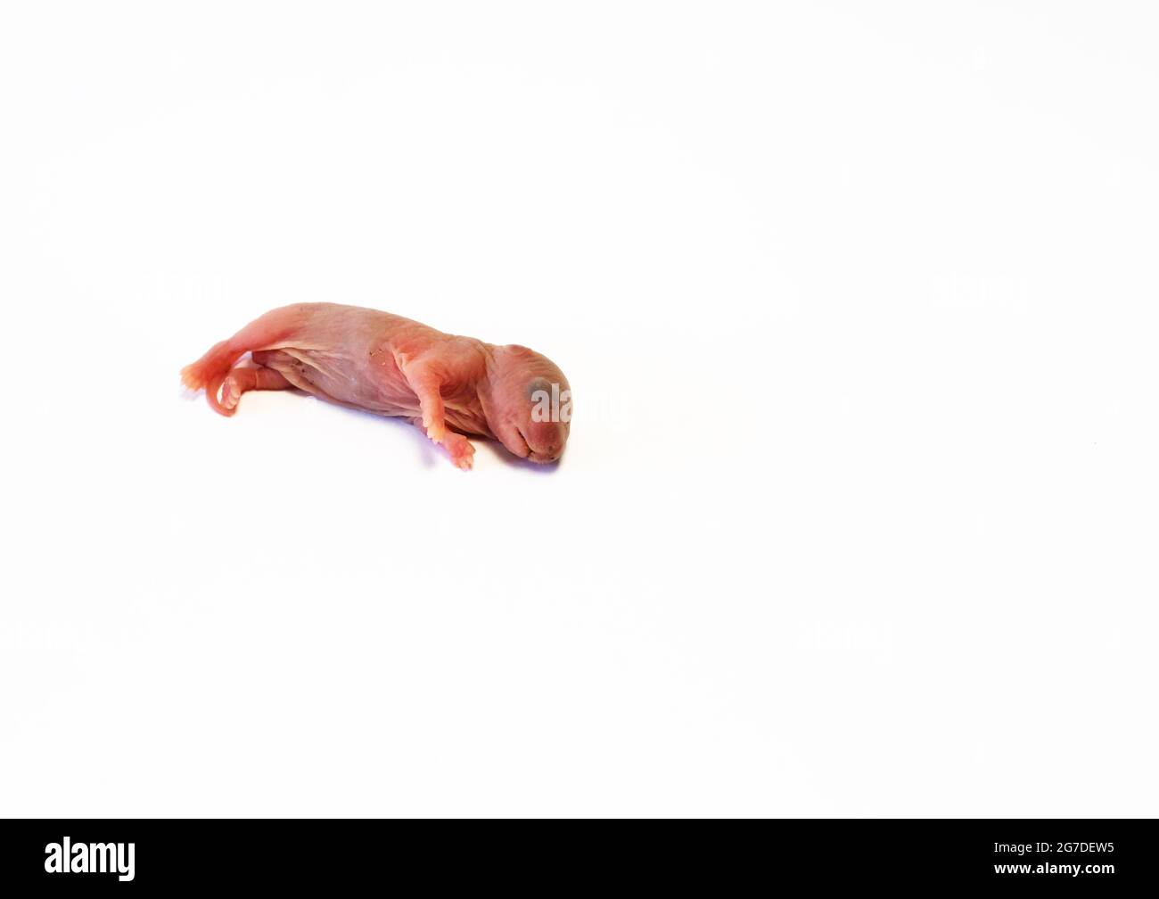 Neugeborene Ratte, rosafarbener Körper, noch keine Haare und Augen noch nicht offen. Tot auf weißem Hintergrund liegend. Speicherplatz kopieren. Stockfoto