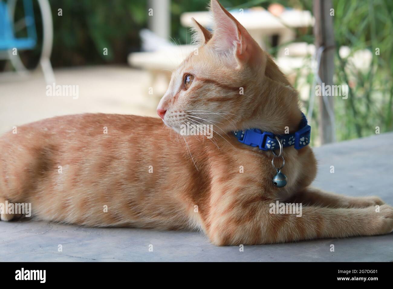 Orangefarbene Katze mit blauem Kragen sitzend und rückblickend. Hintergrund ist unscharfe Gartenatmosphäre. Stockfoto