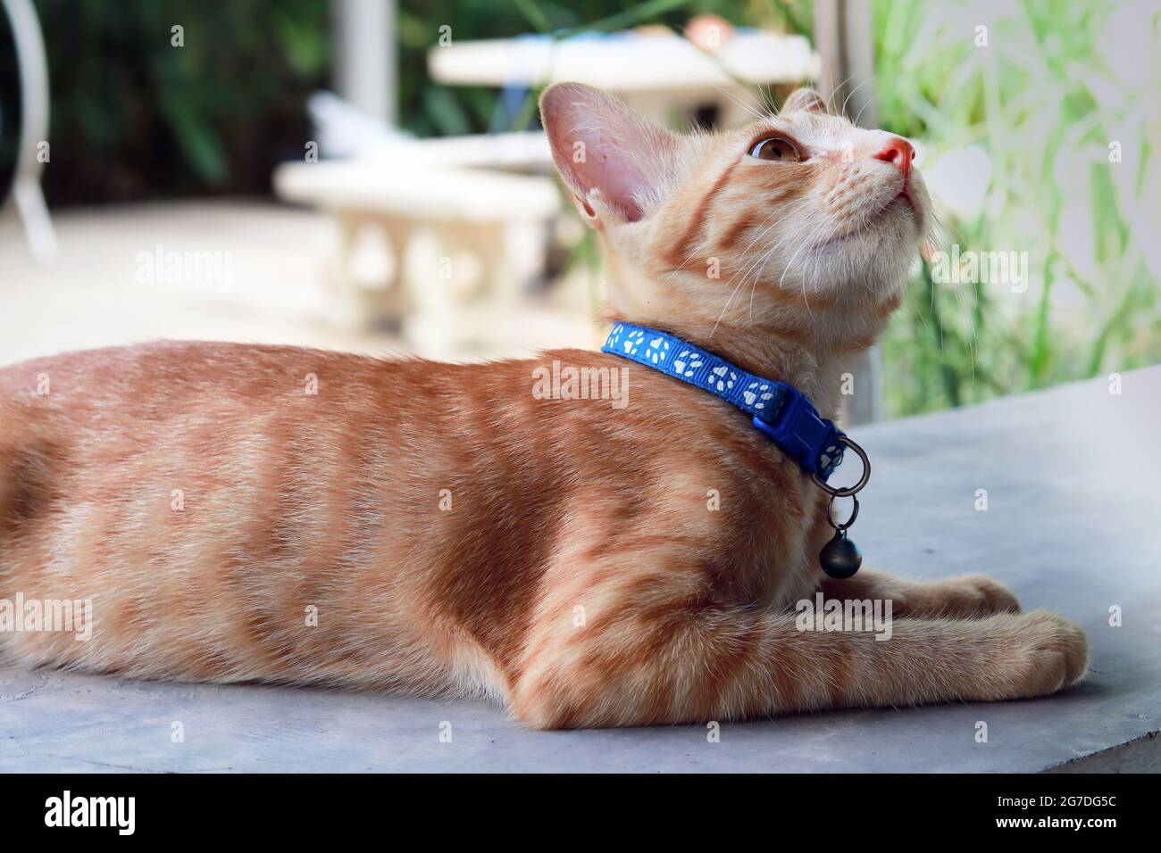 Orangefarbene Katze mit blauem Kragen sitzend und aufblickend. Hintergrund ist unscharfe Gartenatmosphäre. Stockfoto