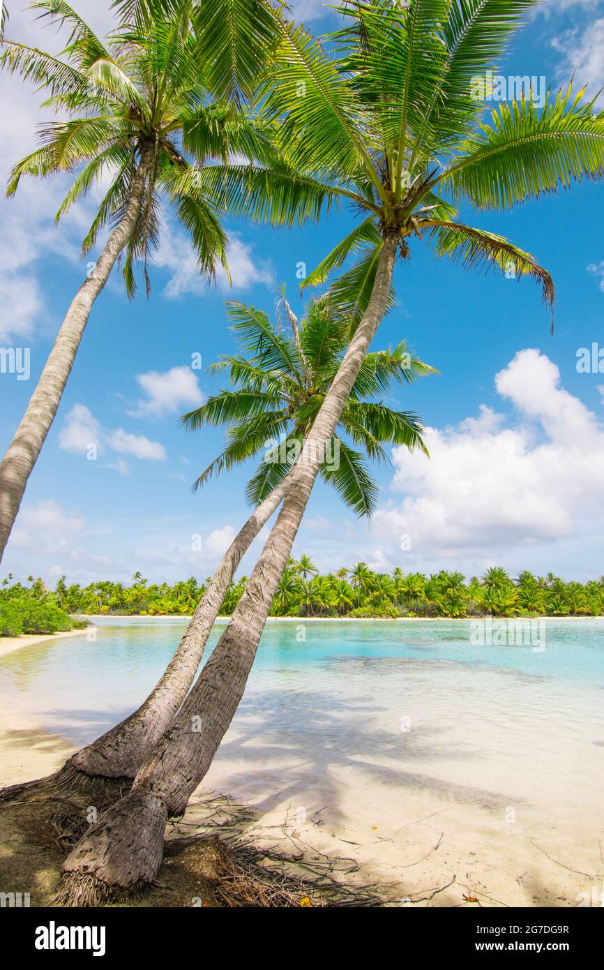 Strand mit Palmen an der Lagune von Fakarava, Französisch-Polynesien. Stockfoto