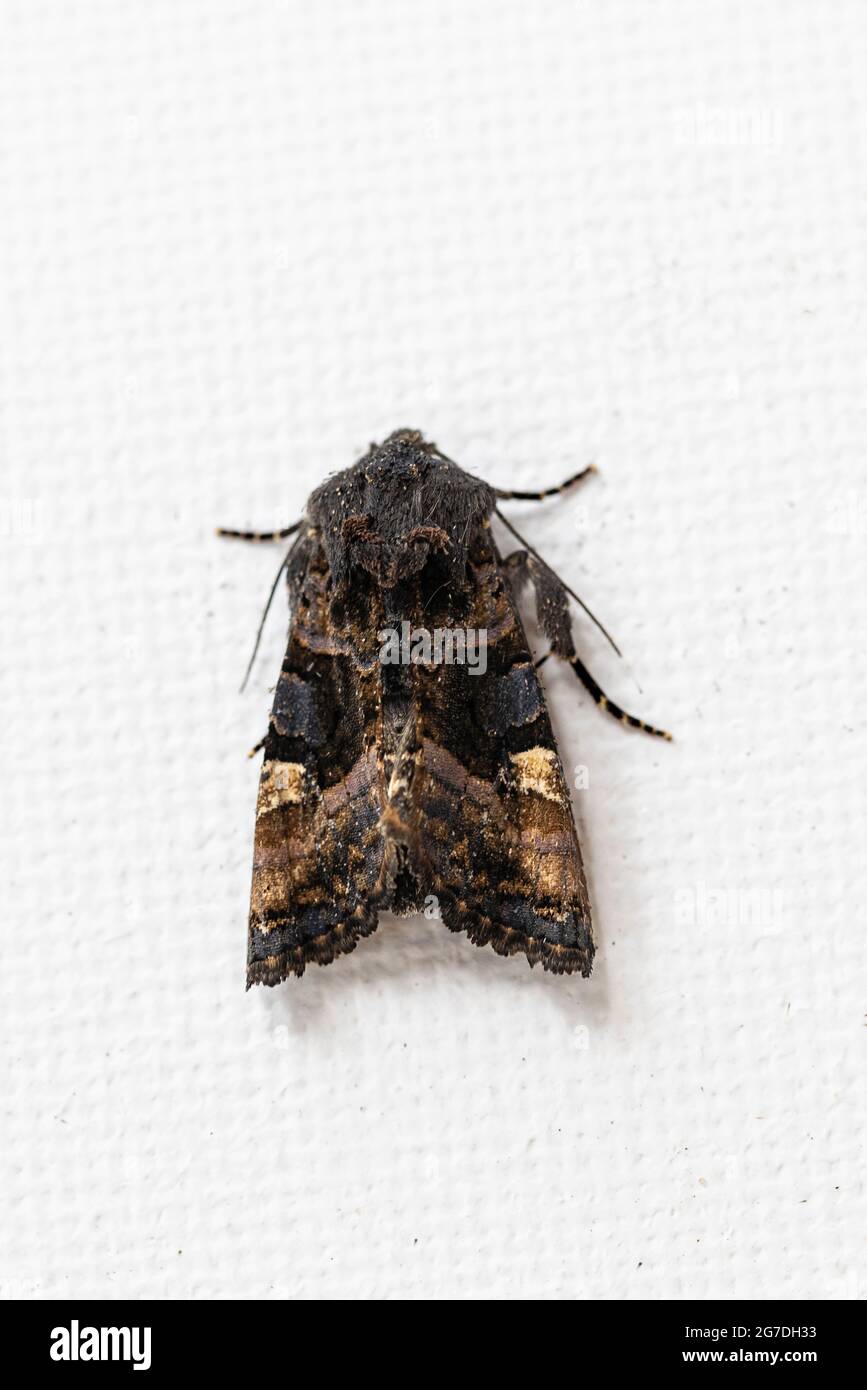 Kleine Winkelschattierungen Moth (Euplexia lucipara) Stockfoto