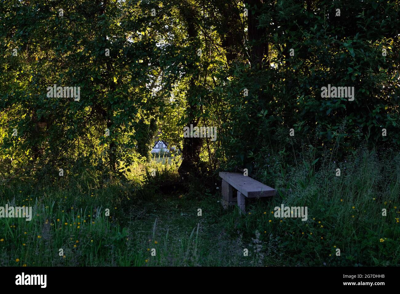 Schattige Lichtung mit Sitzbank in einer Waldecke eines Landgartens in Shropshire, England, Großbritannien Stockfoto