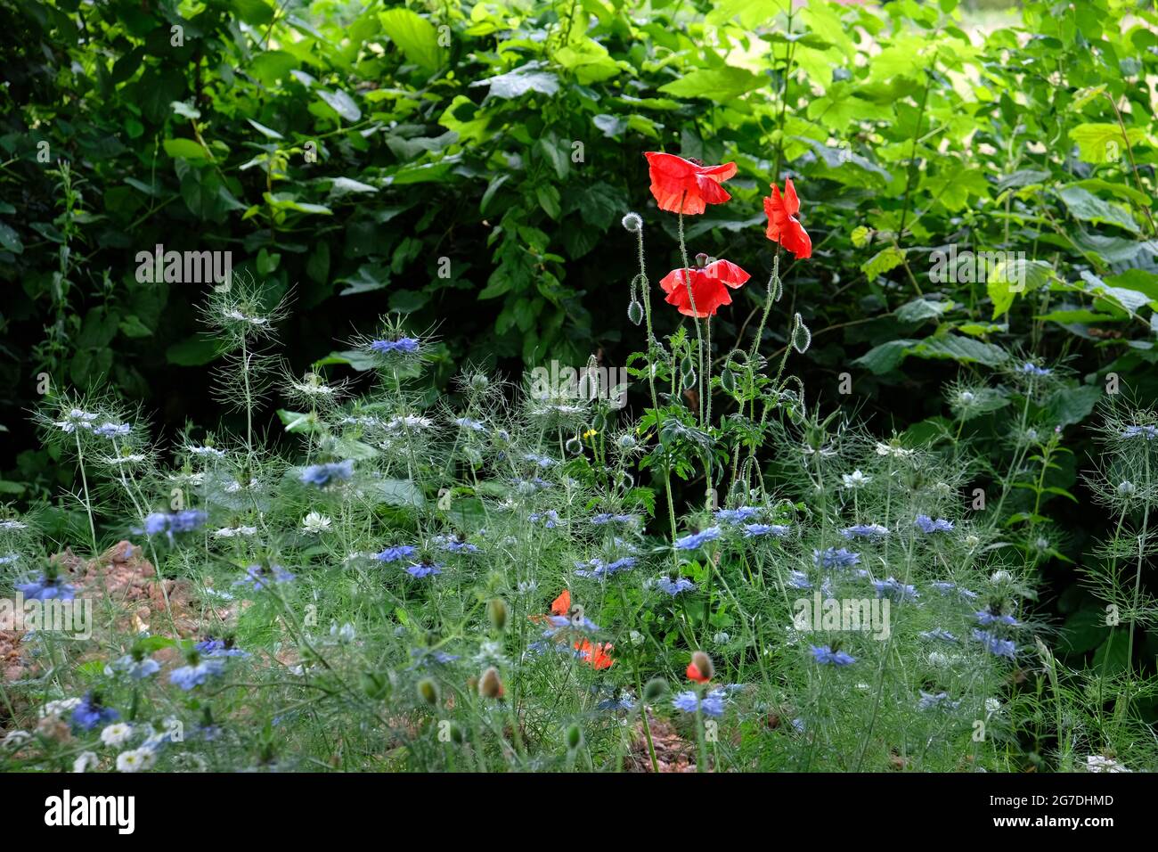 Roter Mohn, Papaver-Rhoeas, unter Love-in-a-Mist, Nigella damascena und andere Gartenwildblumen in Shropshire, England, Großbritannien Stockfoto