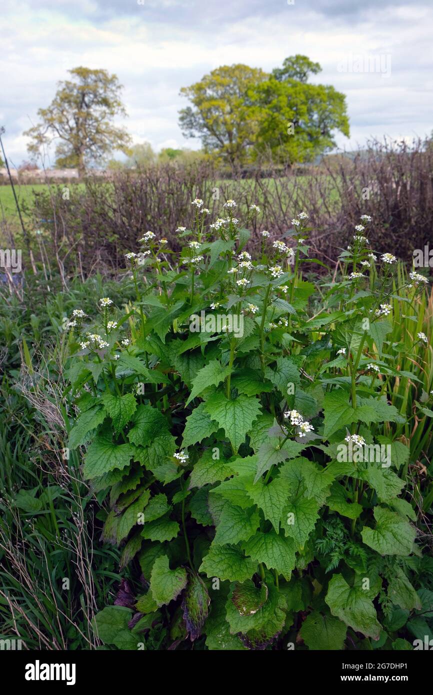 Heckenknoblauchpflanze, Alliara petiolata, neben einer Hecke im April in Shropshire, England, Großbritannien Stockfoto