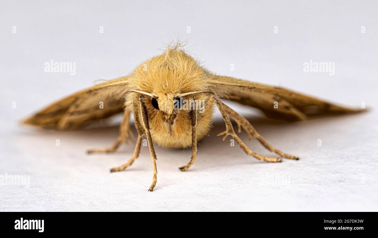 Überbackene Eiche Moth (Crocallis Elinguaria) Stockfoto