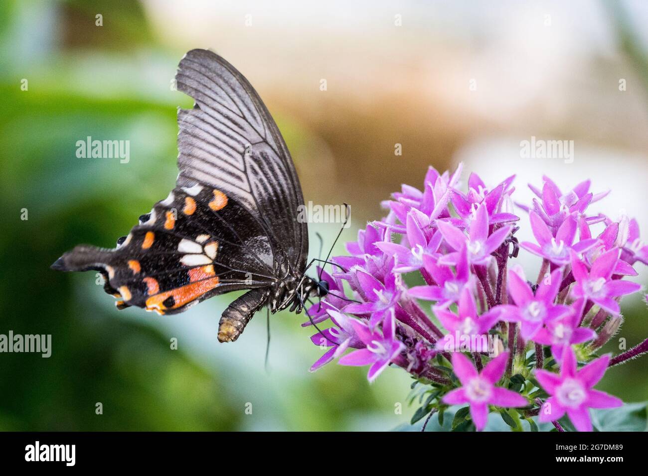 Nahaufnahme eines scharlachroten Mormons (Papilio Rumanzovia) Schmetterlings, der Nektar einer rosa Blume trinkt. Stockfoto
