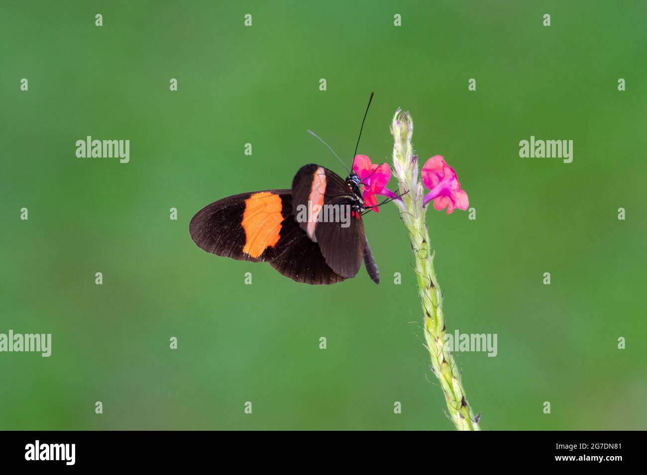 Ein Postman-Schmetterling, der sich von Nektar aus einer rosa Blume ernährt. Tropischer Schmetterling in einem Garten. Stockfoto