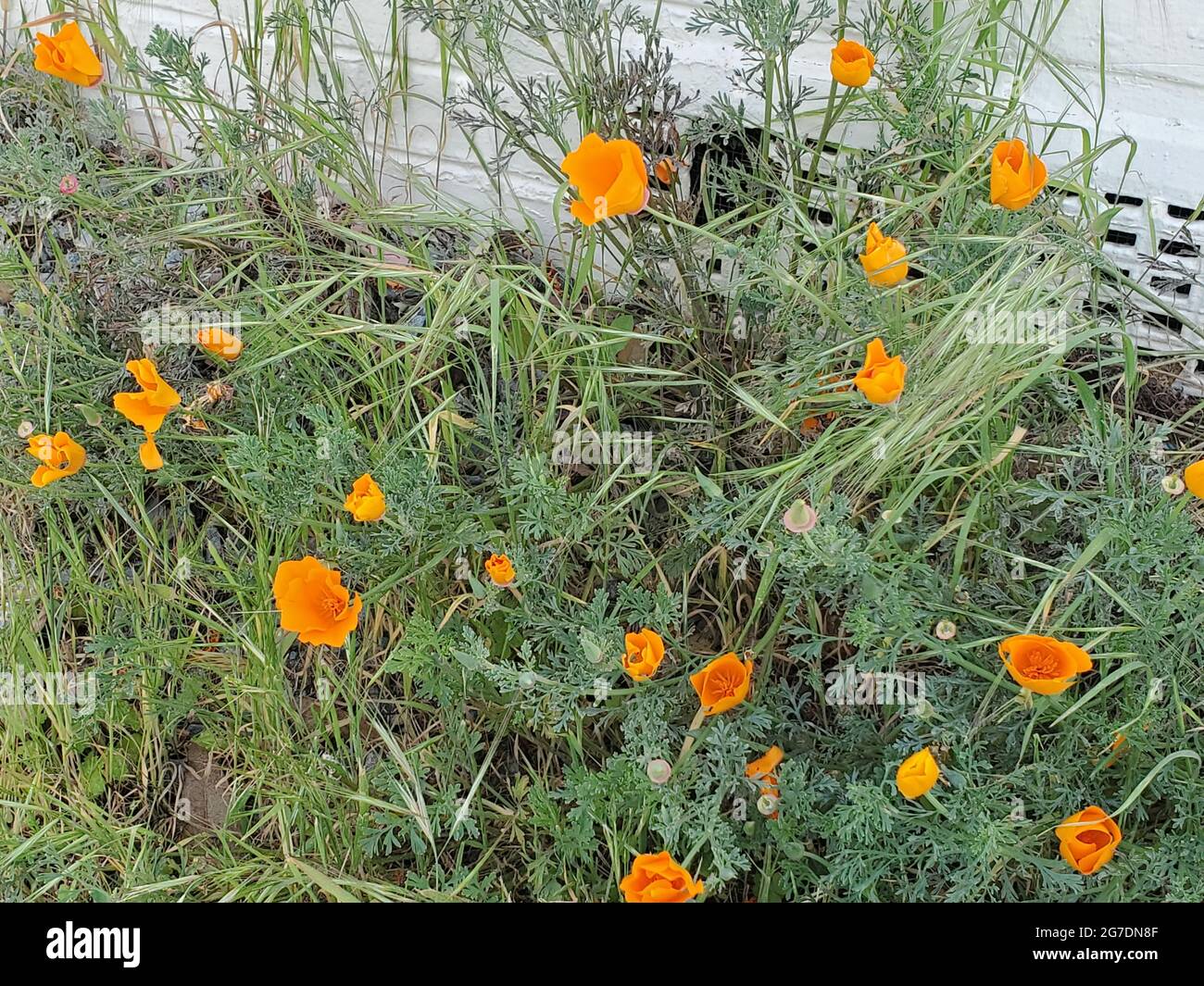 Nahaufnahme von kalifornischem Mohn (Eschscholzia californica), der in der Nähe eines Schlotes in Sausalito, Kalifornien, wächst, 4. April 2021. () Stockfoto