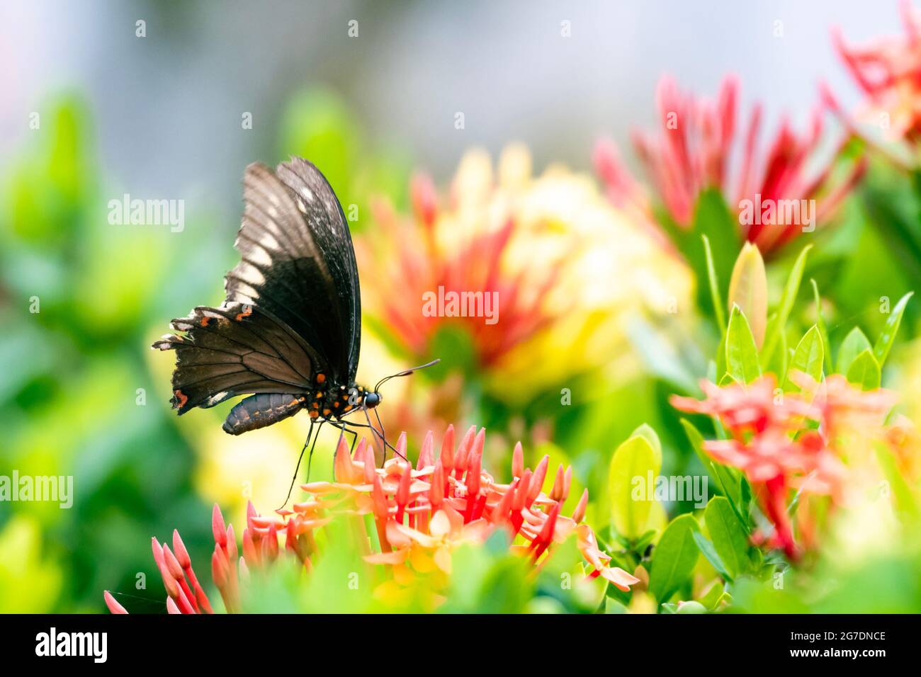 Ein Gold umrandter Schwalbenschwanz inmitten von roten und gelben Ixora-Blüten. Schmetterling in einem Garten. Im Freien und in der Natur. Stockfoto