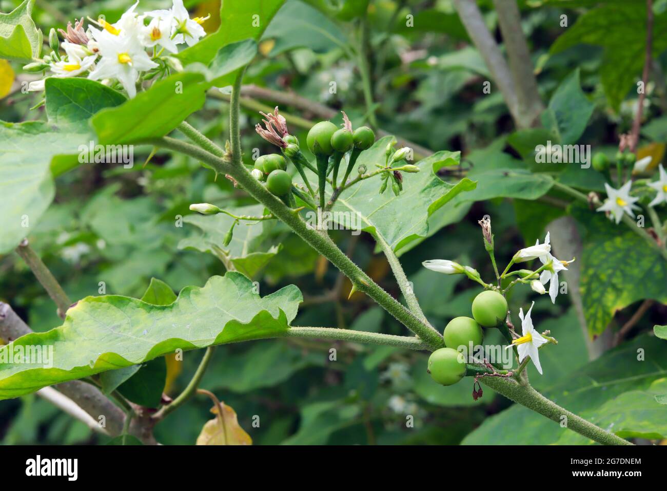 pea Aubergine und Blumen auf dem Baum in der Farm, verschwommen grüne Blätter Hintergrund. Stockfoto