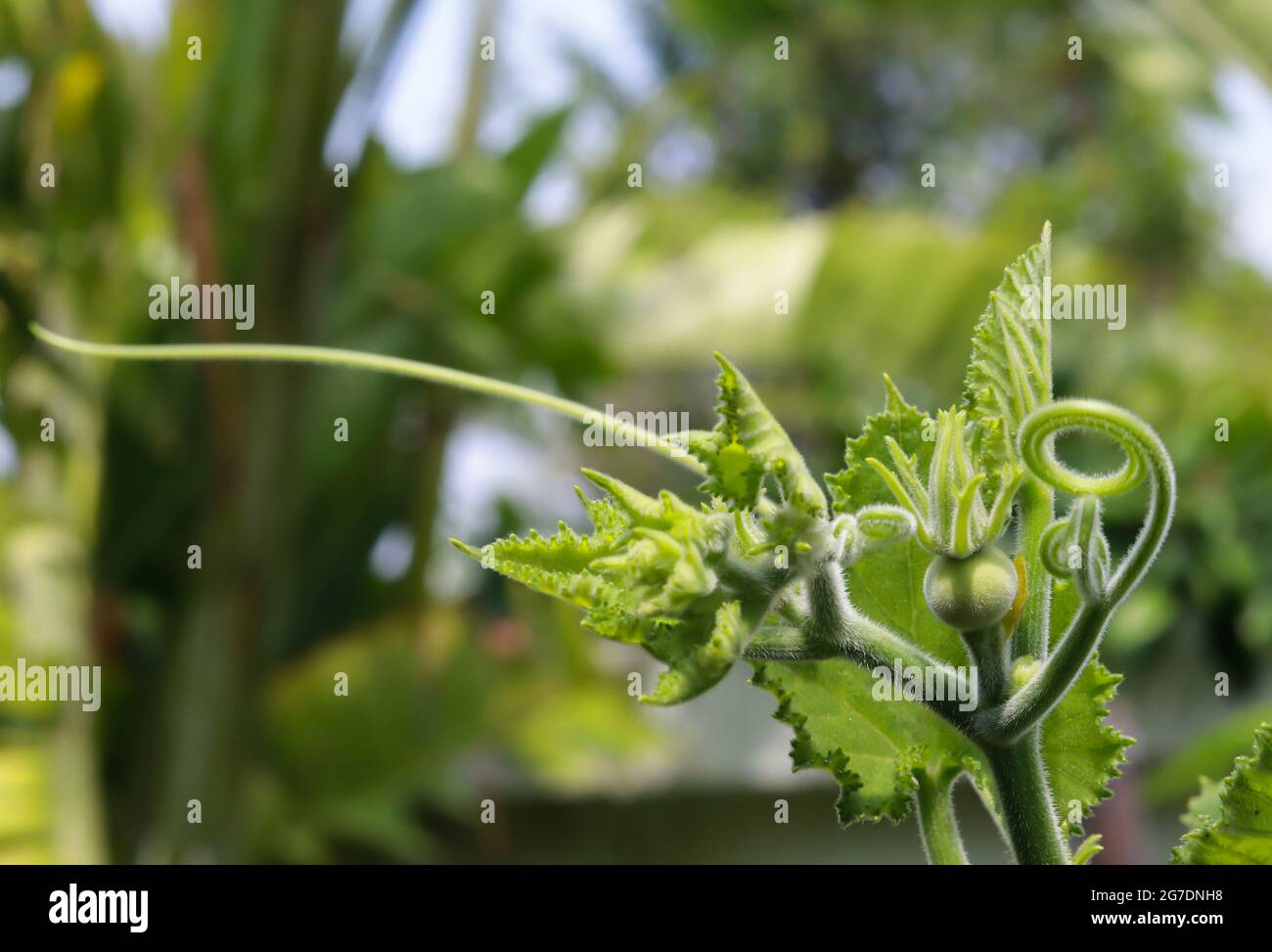 Nahaufnahme Foto von jungen Kürbis und Reben, verschwommen grünen Garten Hintergrund. Stockfoto