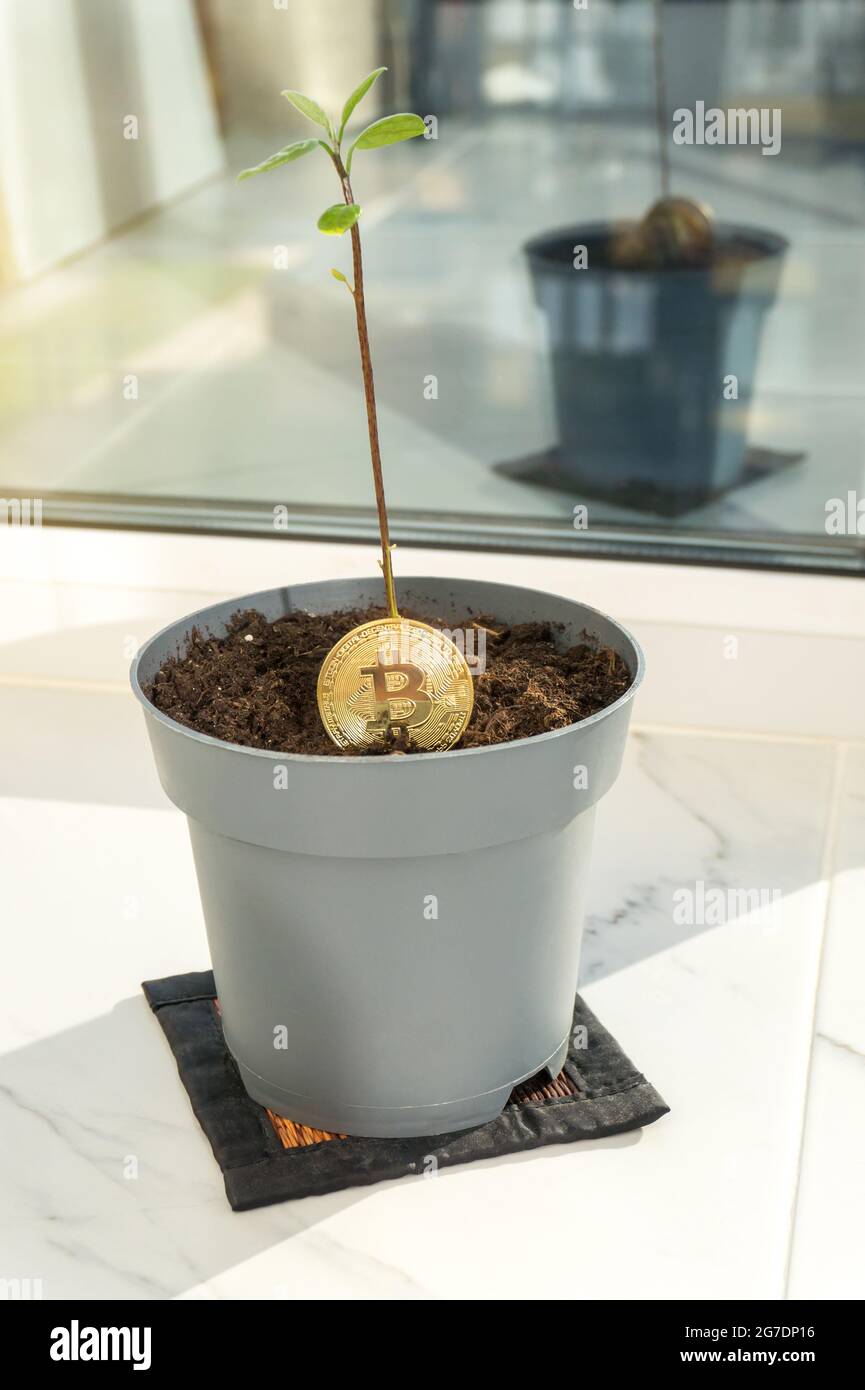 Bitcoin-Pflanze mit Sprossen und grünen Blättern in einem Topf auf dem Balkon. Auswirkungen auf die Ökologie, Wachstum, Investitionskonzept Stockfoto