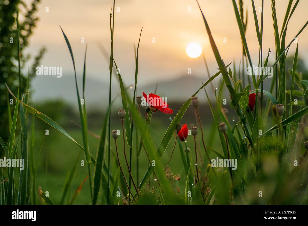 tulpenfoto bei Sonnenaufgang, helle Sonne Stockfoto