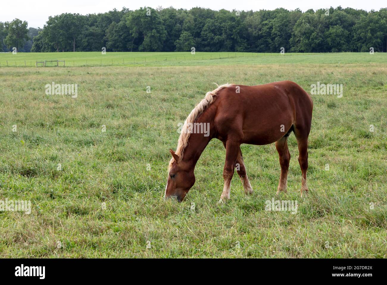 Amish Arbeitspferde, Amish Farm, zum Ziehen von Buggys verwendet, Indiana, USA, von James D. Coppinger/Dembinsky Photo Assoc Stockfoto