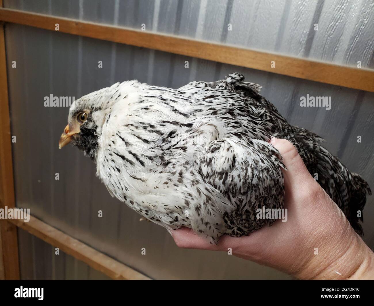 Person, die ein geflecktes Huhn in Lafayette, Kalifornien, hält, 22. April 2021. () Stockfoto
