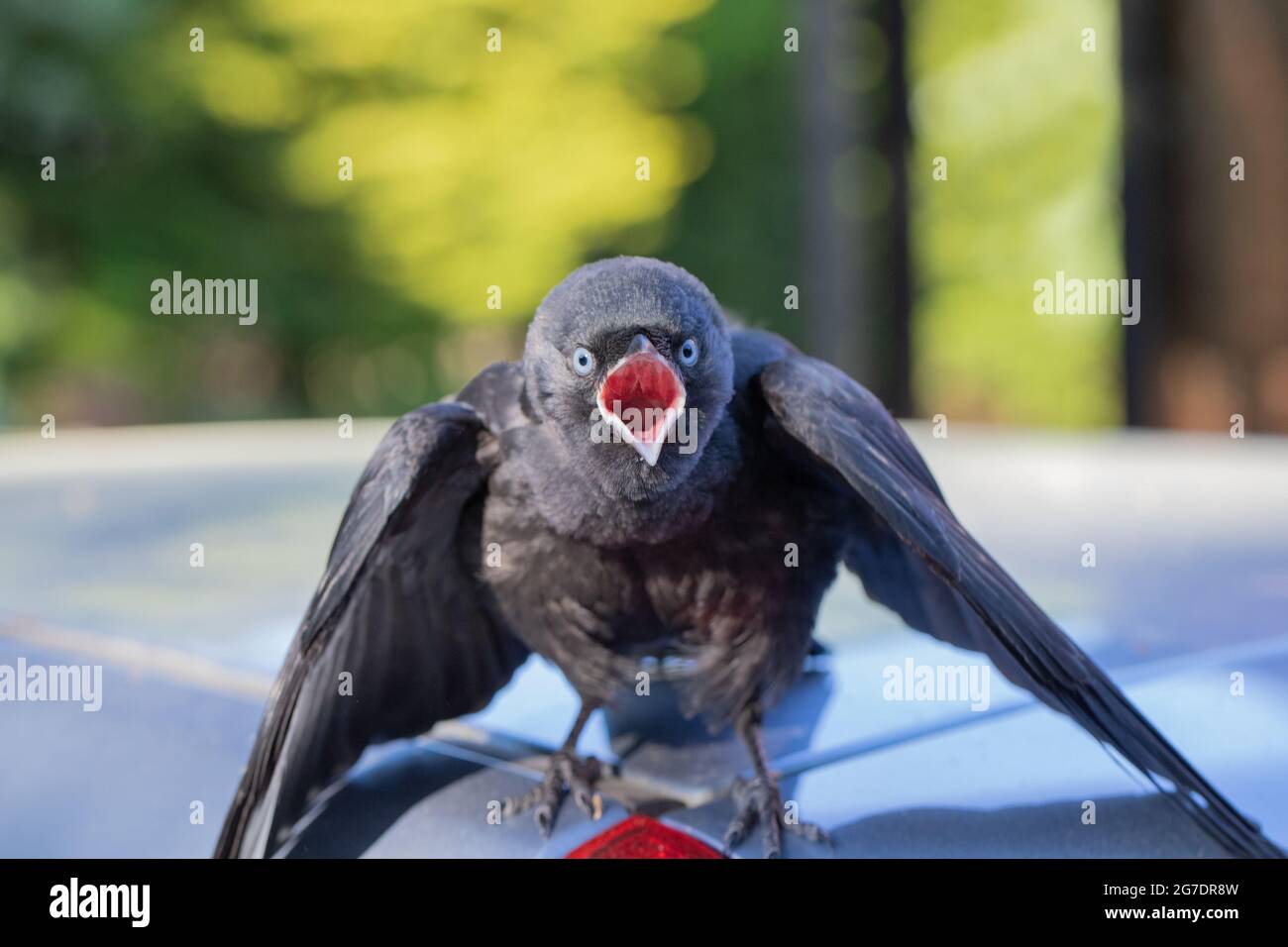 Junge Jackdaw (Corvus monedula). Der jüngste Nestflüchtler, ein flügges Jungtier, bettelte um Nahrung. Immer noch abhängig von der elterlichen Betreuung. Stockfoto