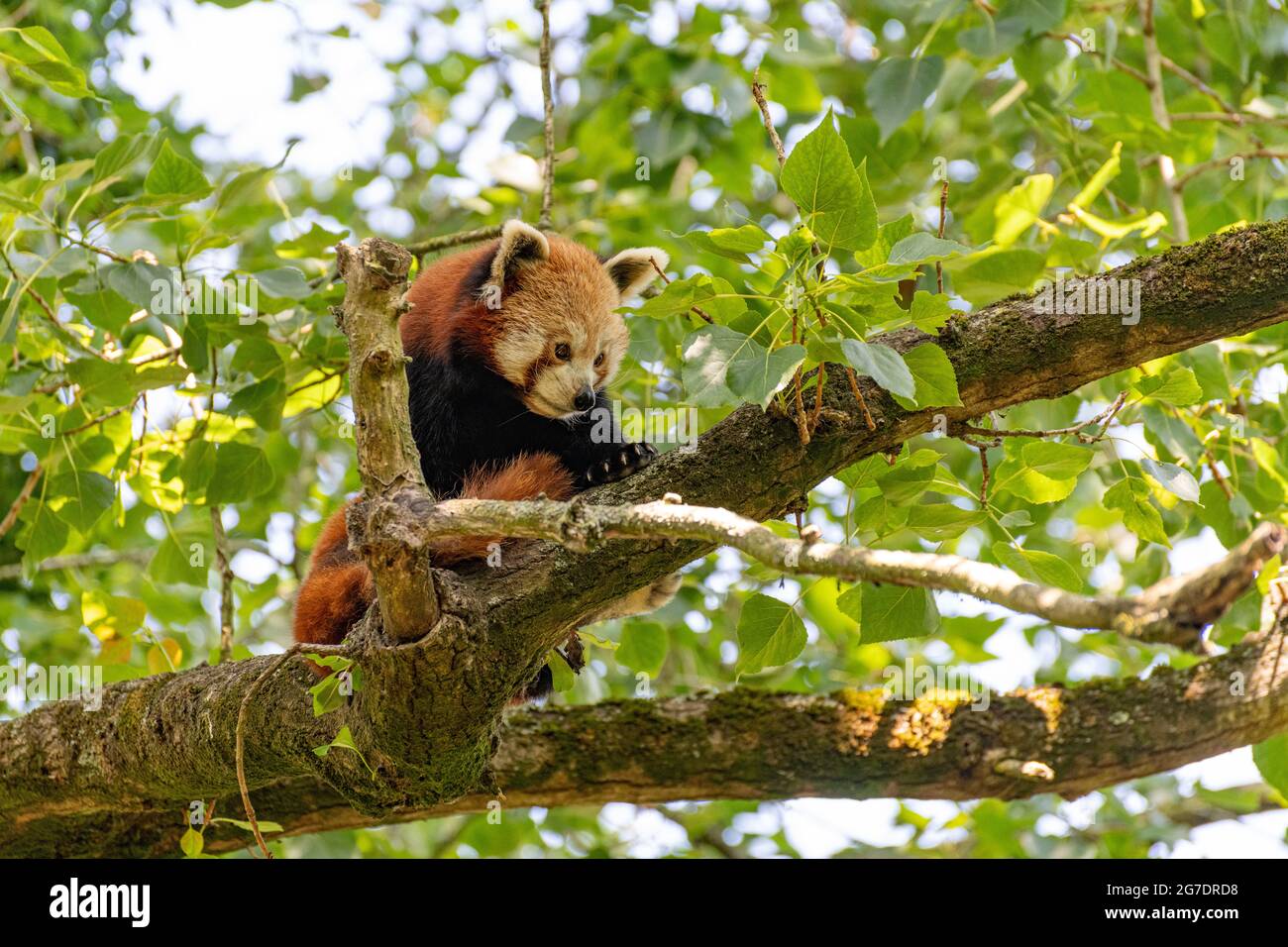 Porträt eines roten Pandas in einem Baum Stockfoto
