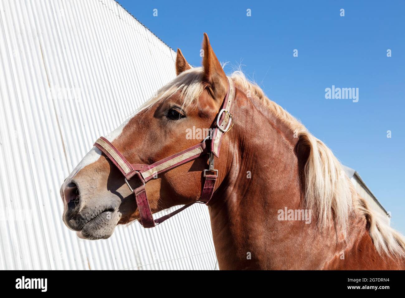 Belgisches Draft Work Horse, Hengst, Amish Farm, Indiana, USA, Von James D. Coppinger/Dembinsky Photo Assoc Stockfoto