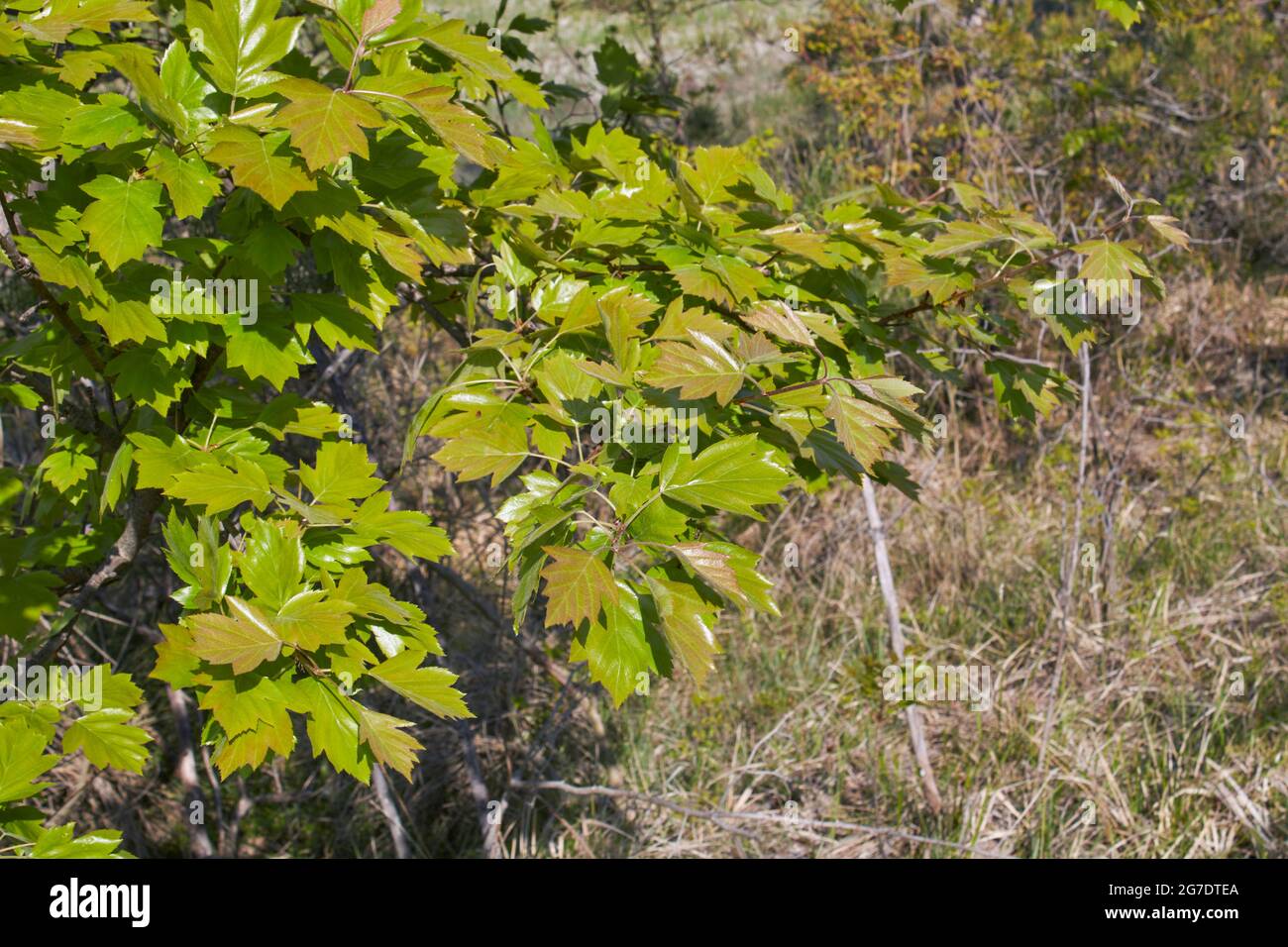 Sorbus torminalis Strauch in voller Blüte Stockfoto