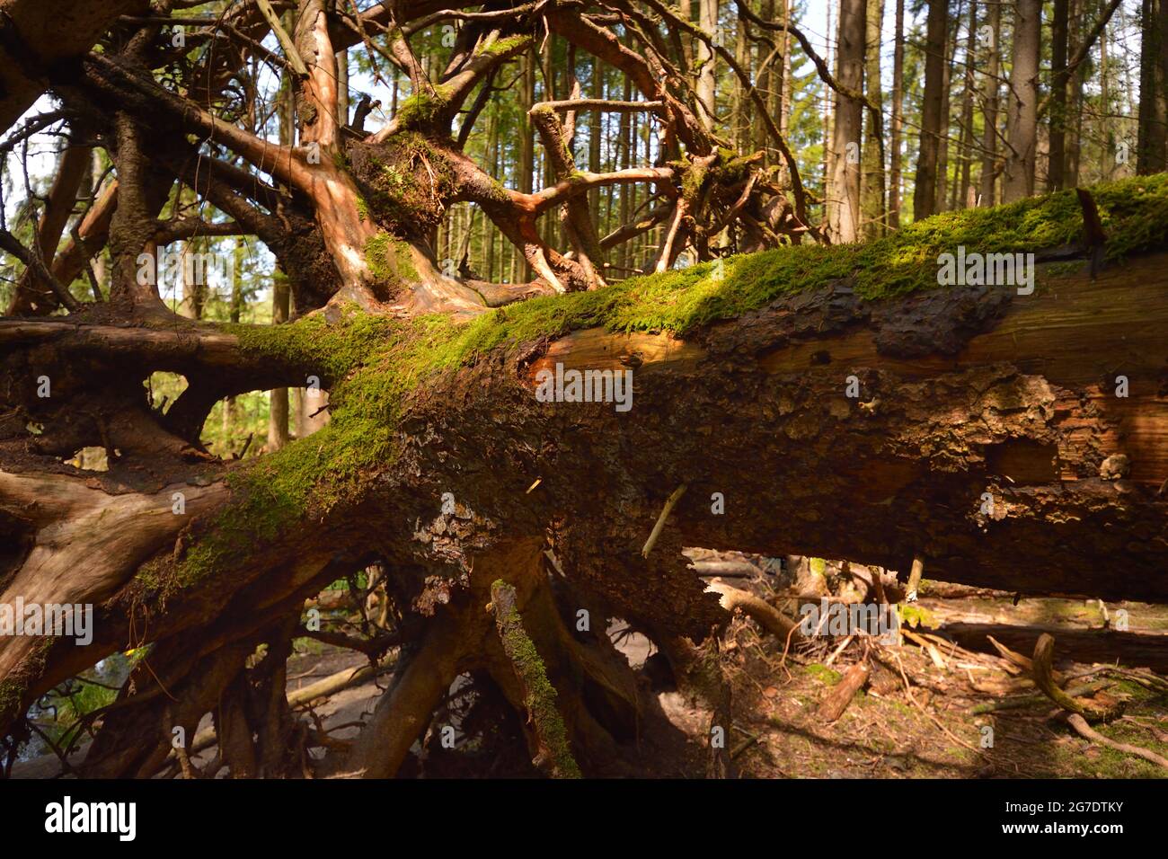 Entwurzelter Baum in einem Wald in Süddeutschland mit strahlender Sonne Stockfoto