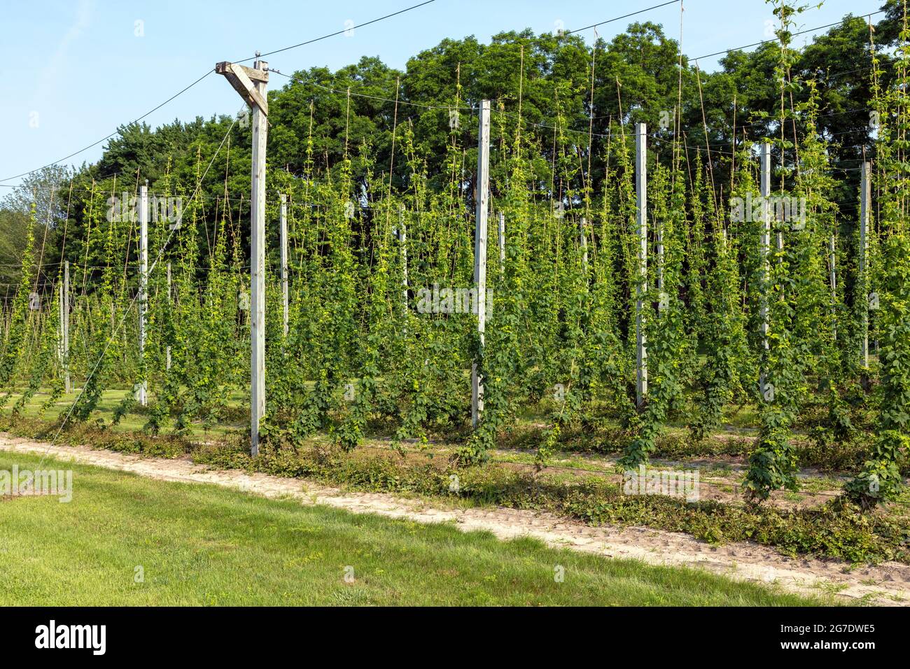 Hopfenfarm, Indiana, USA, von James D. Coppinger/Dembinsky Photo Assoc Stockfoto
