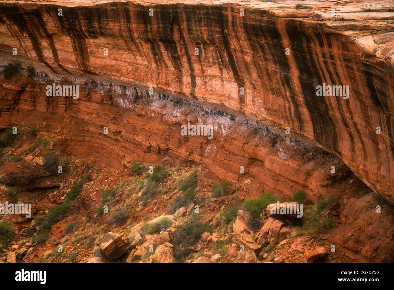 Einzigartige Muster von Wüstenlack bedecken viele der Canyon-Wände entlang der abgelegenen White Rim Road im Canyonlands National Park in Utah. Stockfoto
