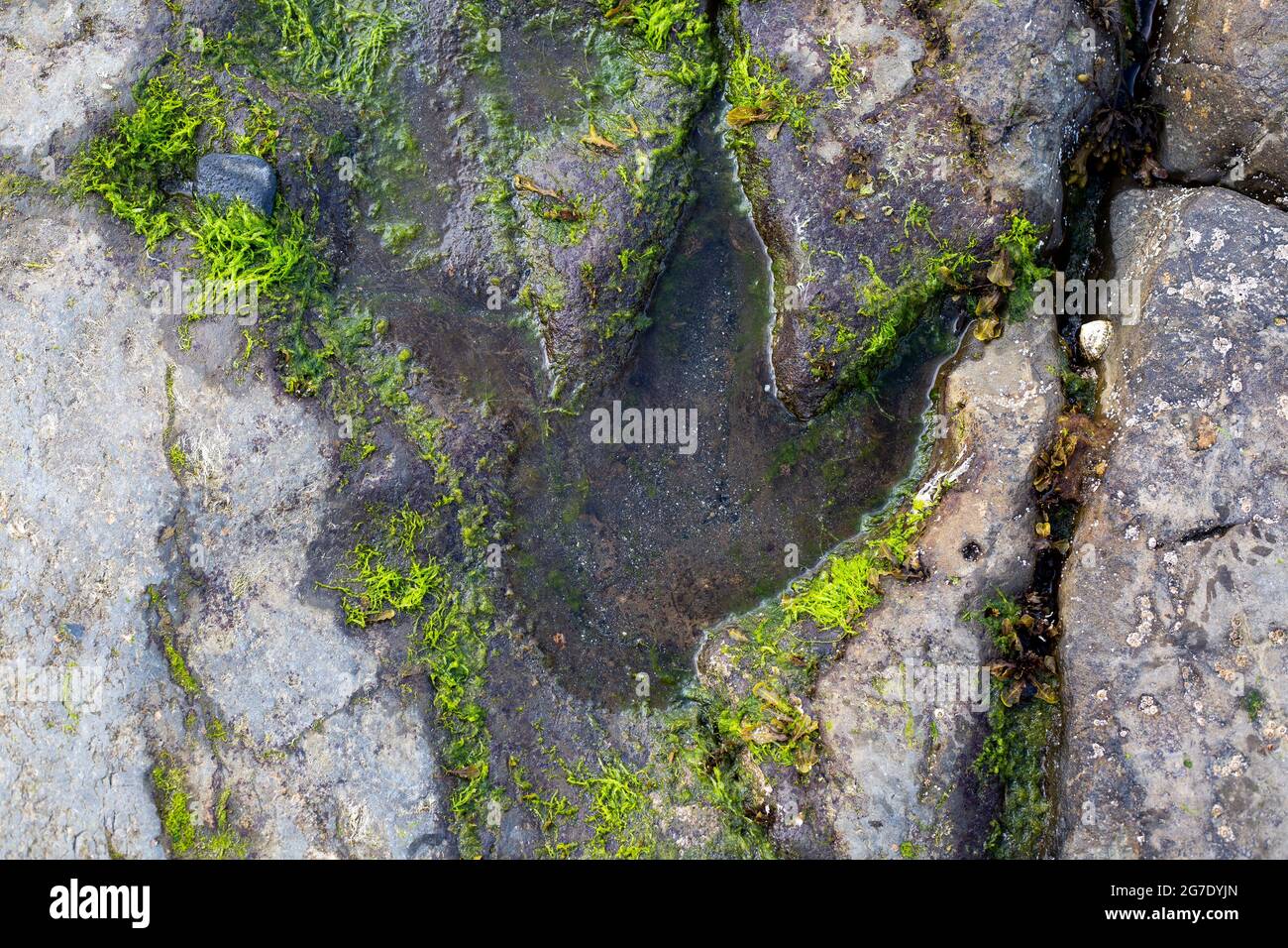 Dinosaurier-Fußabdruck in Felsen an einem Corran-Strand in der Nähe von Staffin Bay, Isle of Skye, Schottland Stockfoto