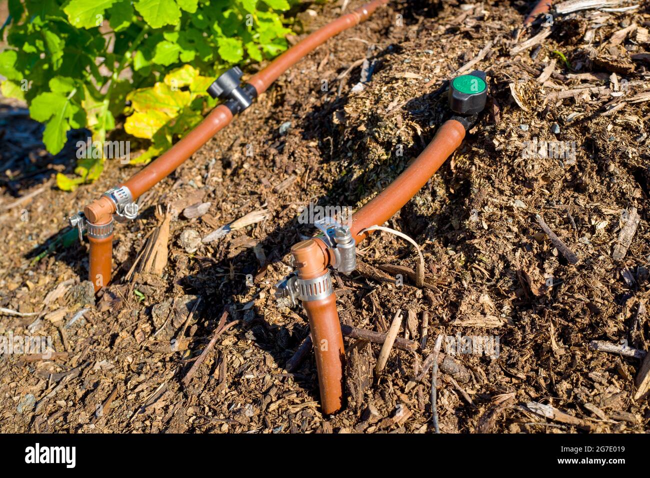 Pflanzen und Ausrüstung sind auf der Coco San Sustainable Farm zu sehen, einer Versuchsfarm, die recyceltes Wasser verwendet, um Pflanzen für lokale Schulen in Martinez, Kalifornien, anzubauen, 24. Januar 2019. () Stockfoto