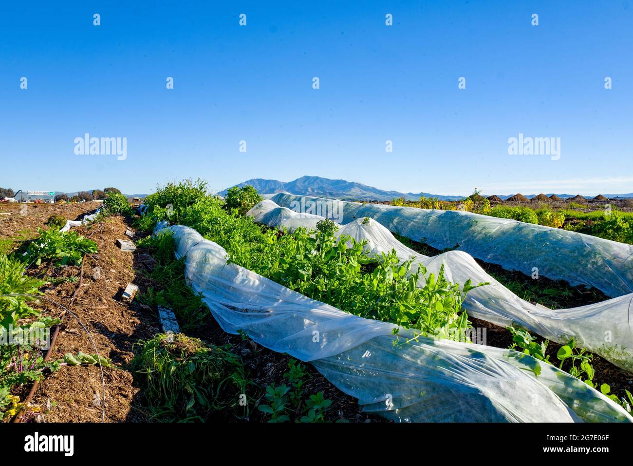 Pflanzen und Ausrüstung sind auf der Coco San Sustainable Farm zu sehen, einer Versuchsfarm, die recyceltes Wasser verwendet, um Pflanzen für lokale Schulen in Martinez, Kalifornien, anzubauen, 24. Januar 2019. () Stockfoto