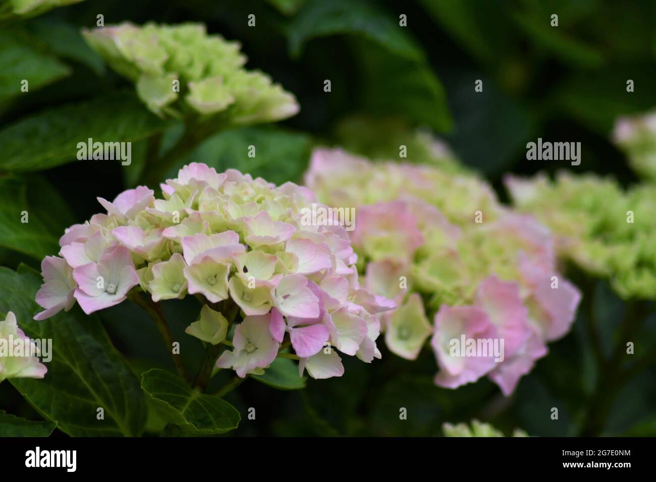 Eine blühende Hortensia macrophylla in einem englischen Landgarten Stockfoto