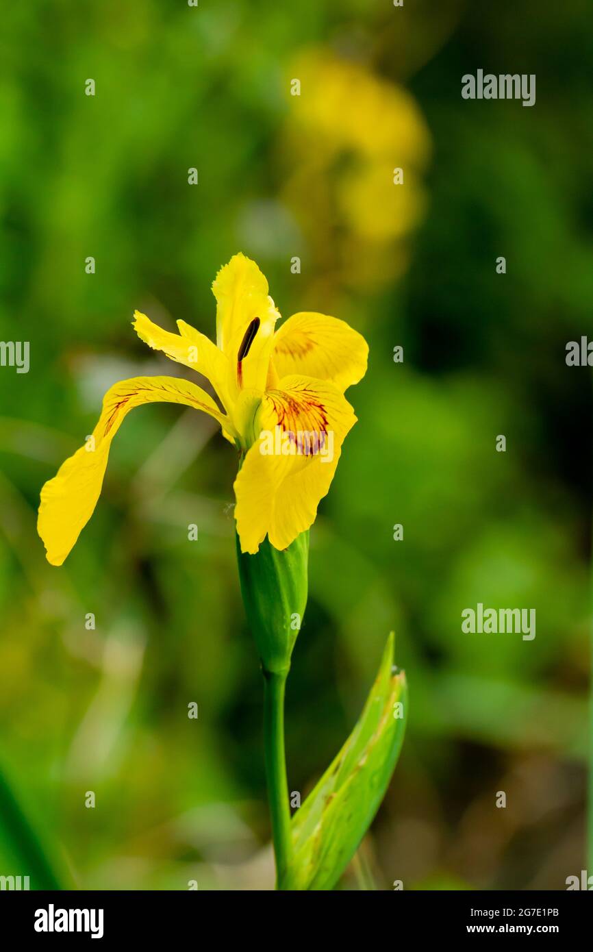 Iris pseudacorus, Flag Iris blüht im späten Frühjahr Stockfoto
