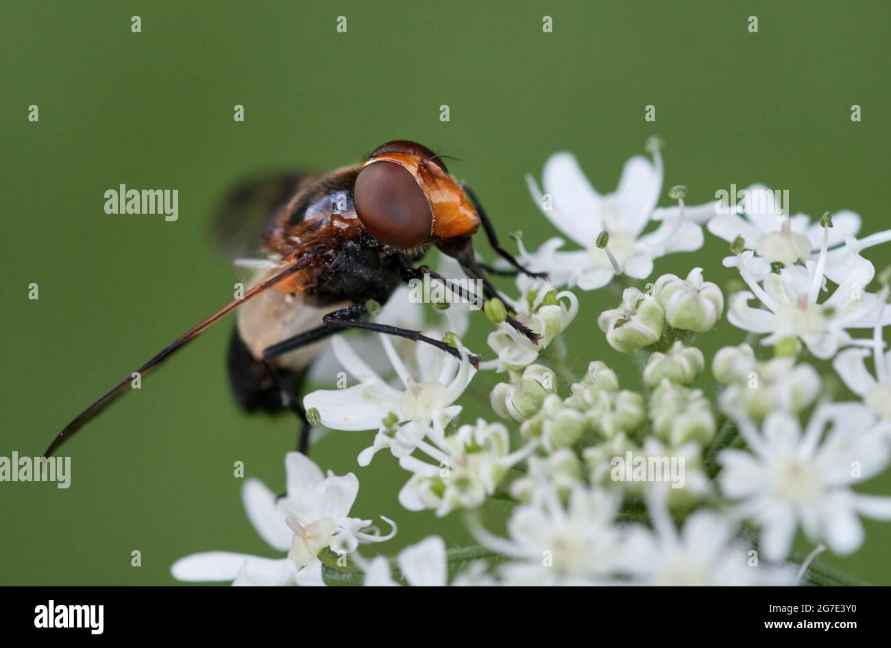 Nahaufnahme einer Schwebefliege, einer Pelluziden-Fliege (Volucella pellucens), die Nektar auf einer weißen Wildblume trinkt Stockfoto