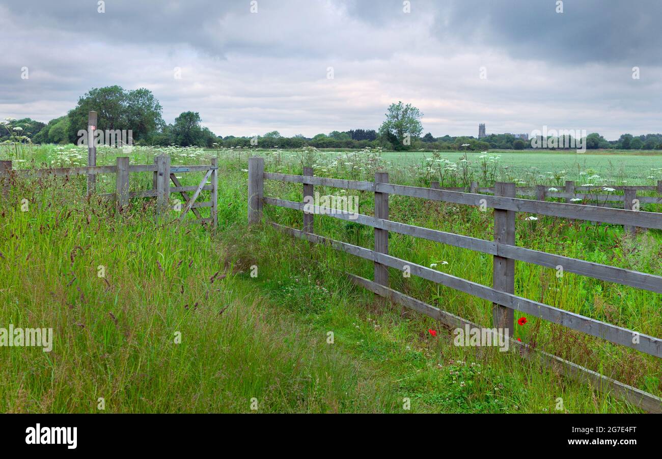 Fußweg durch Gräser mit blühenden Wildblumen und flankiert von Feldern und Holzzäunen mit offenem Schaukeltor in Beverley, Yorksire, Großbritannien. Stockfoto