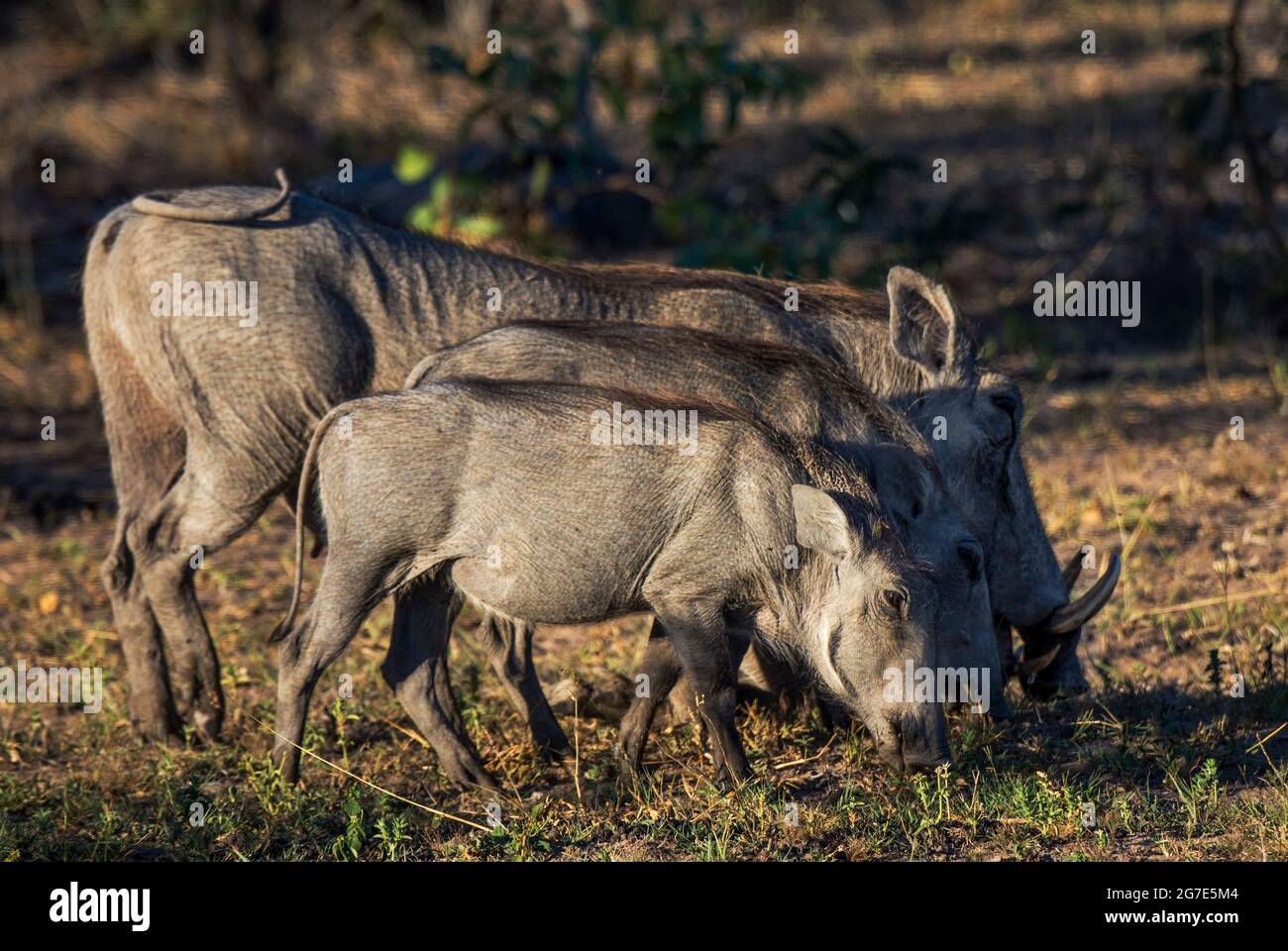 Gewöhnliche Warzenschweine, Phacochoerus africanus Stockfoto