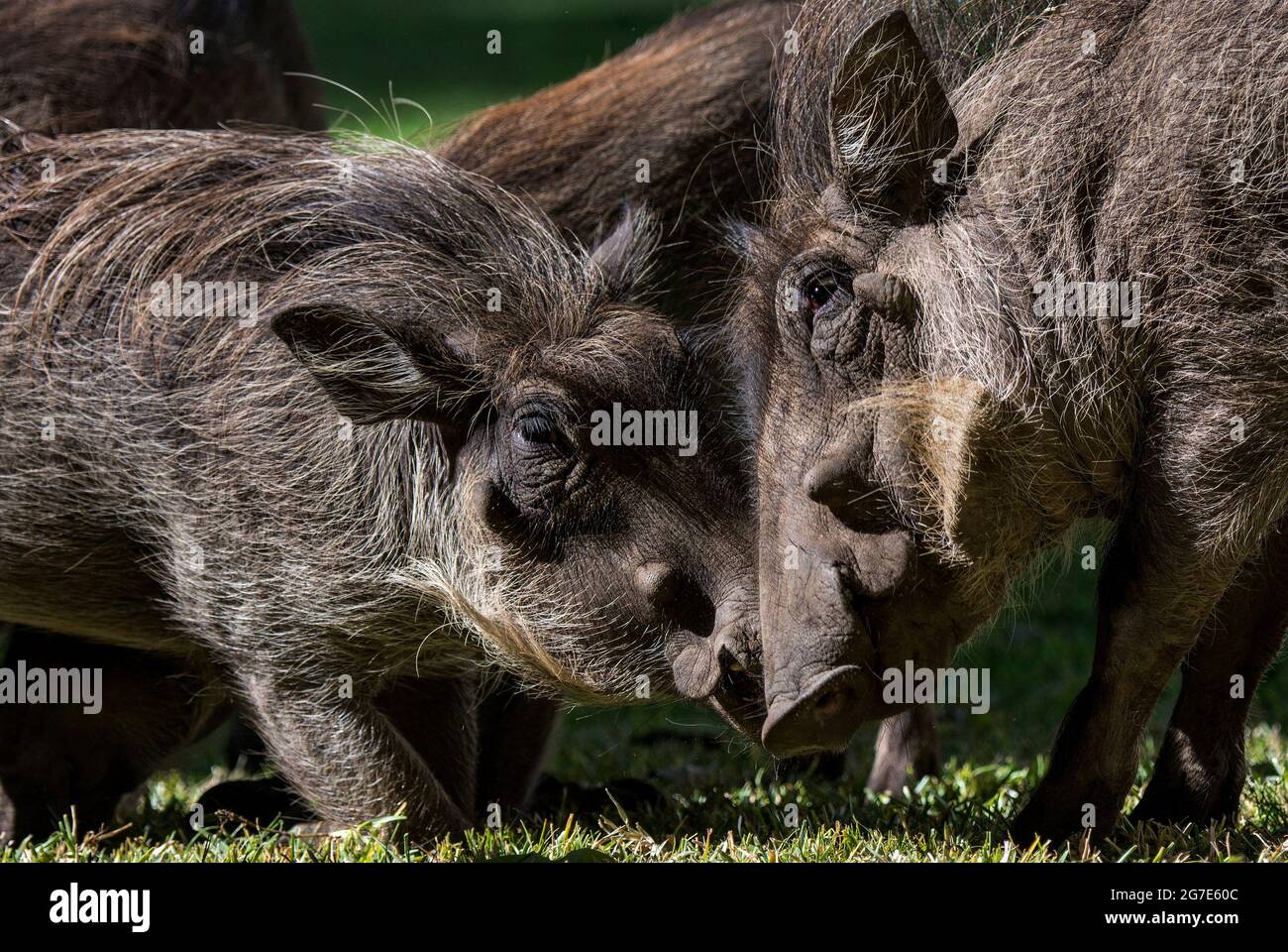 Gewöhnliche Warzenschweine, Victoria Falls, Simbabwe, Afrika Stockfoto