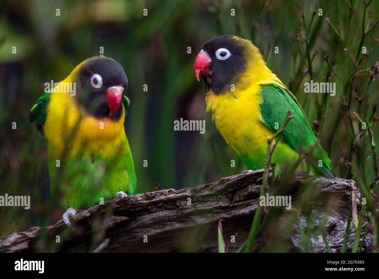 Maskierte Lovebirds, Agapornis personata Stockfoto